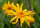 Arnika (Arnica montana), Verwendung in der Rhythmischen Massage
